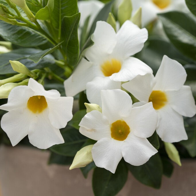 Mandevilla, Stickling 3-pack - Mandevilla sanderi Divina &reg; Prime White