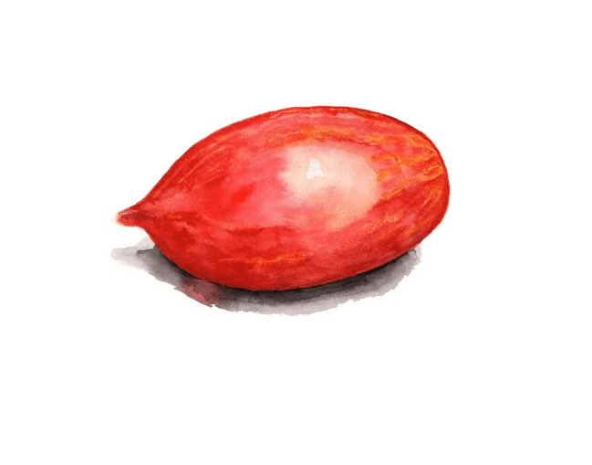 Plommontomat Marmorossa - Solanum lycopersicum Marmorossa