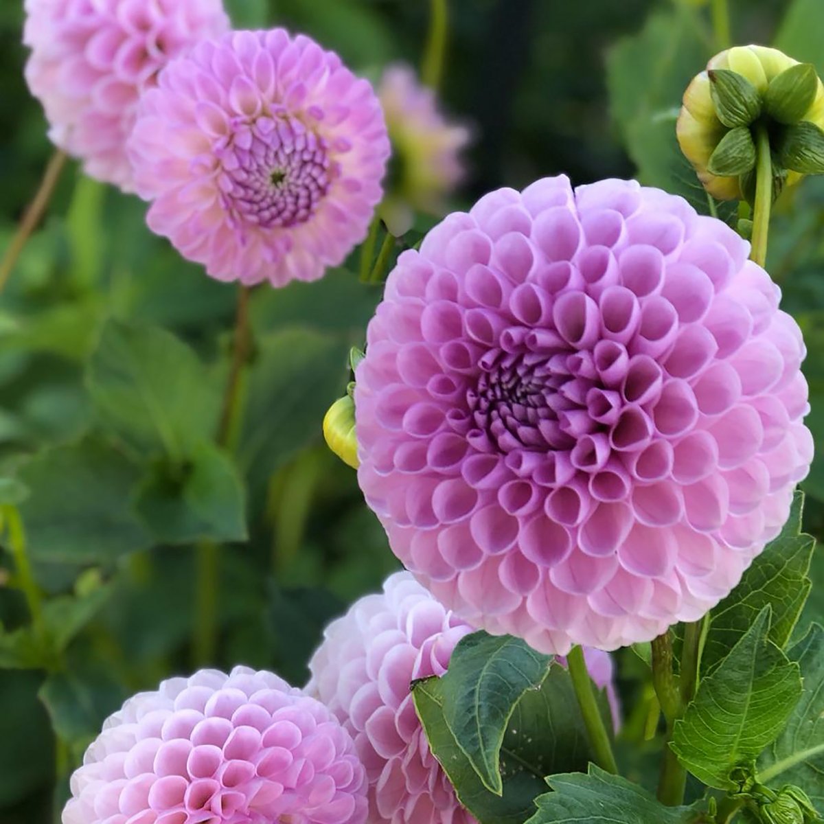 Dahlia Boll Megan Dean 1st - Dahlia x pinnata Megan Dean