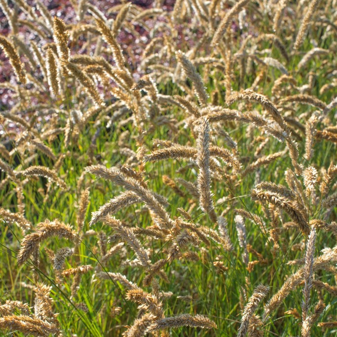Grusslok - Melica ciliata (Krukstorlek: 0,5-1L)
