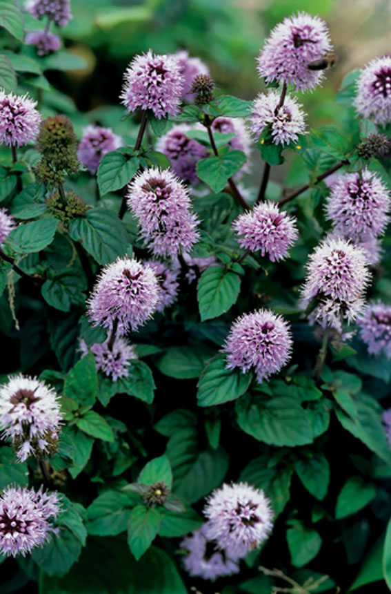 Vattenmynta - Mentha aquatica