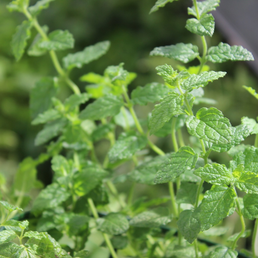 Jordgubbsmynta, Stickling 3-pack - Mentha spicata Strawberry