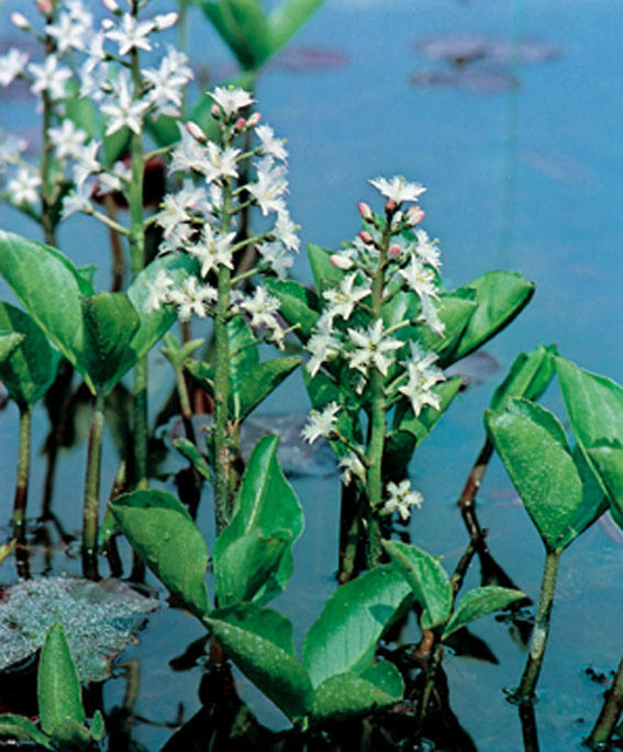 Vattenkl&ouml;ver - Menyanthes trifoliata