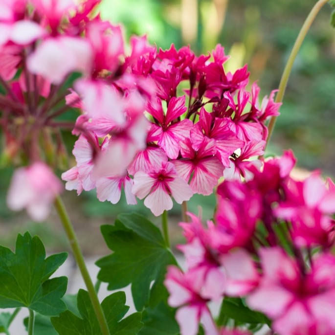 Stj&auml;rnpelargon, kruka - Pelargonium Kellette