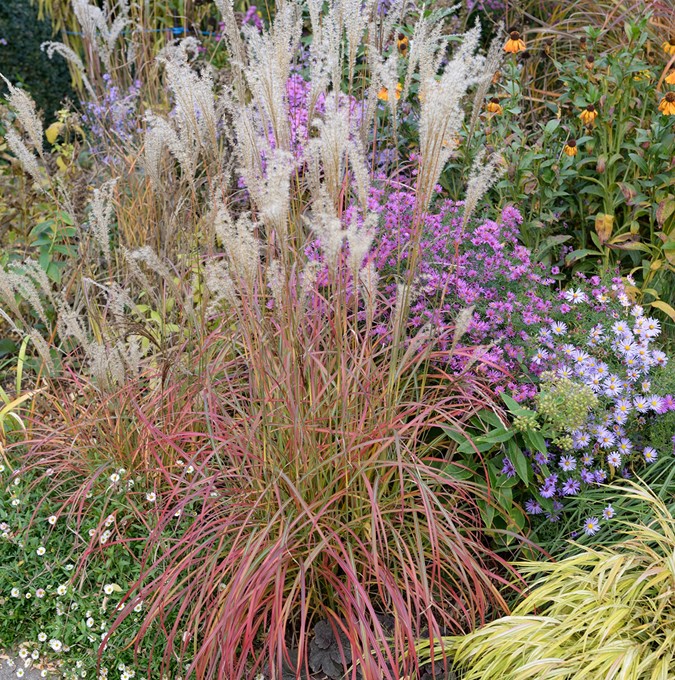 Glansmiskantus - Miscanthus sinensis Little Miss ® (Krukstorlek: 5L)