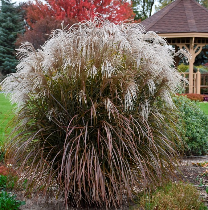 Glansmiskantus - Miscanthus sinensis Oktoberfest ® (Krukstorlek: C5)