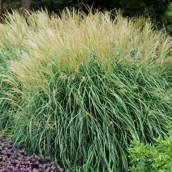 Glansmiskantus - Miscanthus sinensis Adagio (Krukstorlek: 2L)