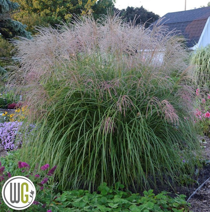 Glansmiskantus - Miscanthus sinensis Autumn Anthem ® (Krukstorlek: 5L)