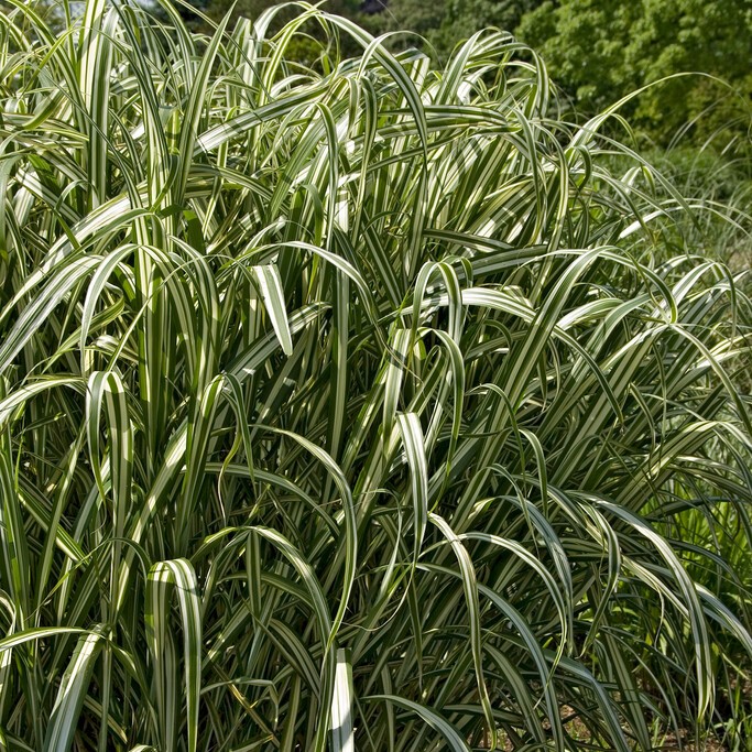 Glansmiskantus - Miscanthus sinensis Cabaret (Krukstorlek: 0,5-1L)