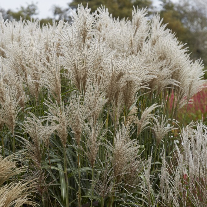 Glansmiskantus - Miscanthus sinensis Cute One &reg; (Krukstorlek: 0,5-1L)