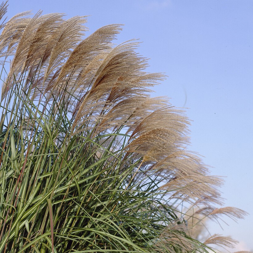 Glansmiskantus - Miscanthus sinensis Grosse Fontäne (Krukstorlek: 2L)