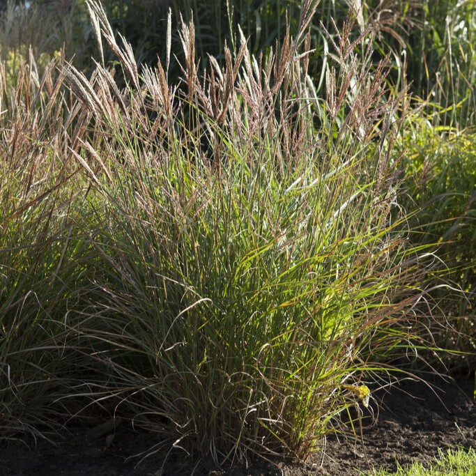 Glansmiskantus - Miscanthus sinensis Ibiza ® (Krukstorlek: 0,5-1L)