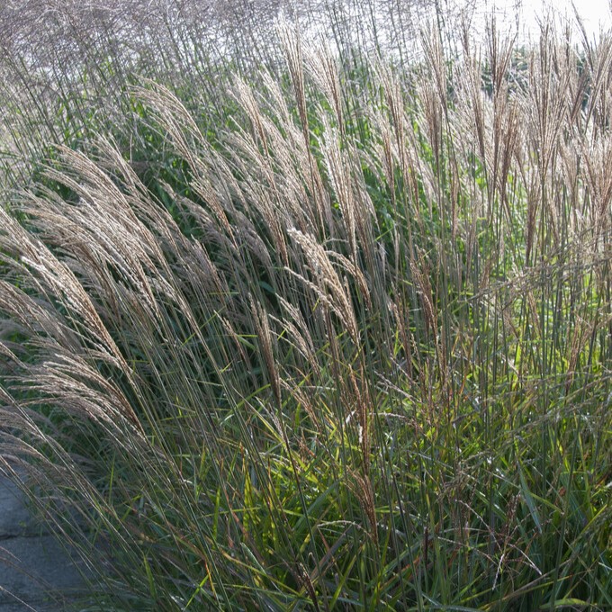 Glansmiskantus - Miscanthus sinensis Krater (Krukstorlek: 0,5-1L)