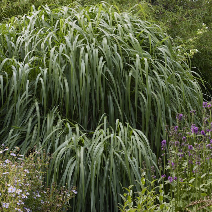 Glansmiskantus - Miscanthus sinensis Memory (Krukstorlek: 2L)