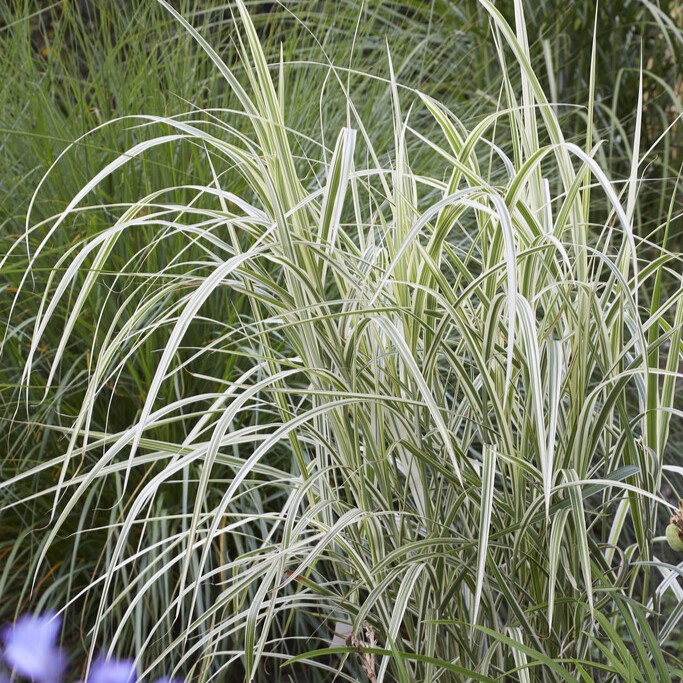 Glansmiskantus - Miscanthus sinensis Rigoletto (Krukstorlek: 0,5-1L)