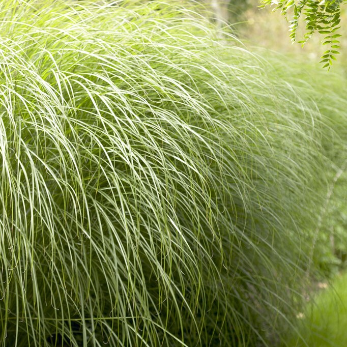 Glansmiskantus - Miscanthus sinensis Sarabande (Krukstorlek: 0,5-1L)