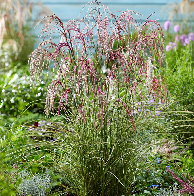 Glansmiskantus - Miscanthus sinensis Silver Cloud ® (Krukstorlek: 5L)