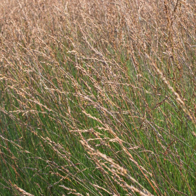 Bl&aring;t&aring;tel - Molinia caerulea Edith Dudszus (Krukstorlek: 0,5-1L)