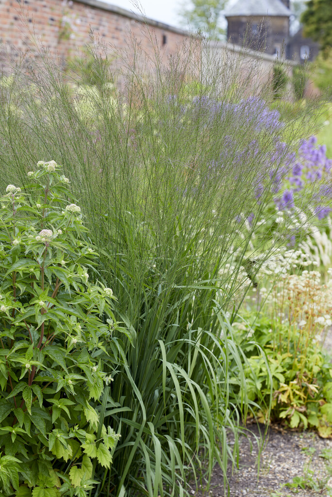 Jättetåtel - Dekorationsgräs - Trädgårdsväxter