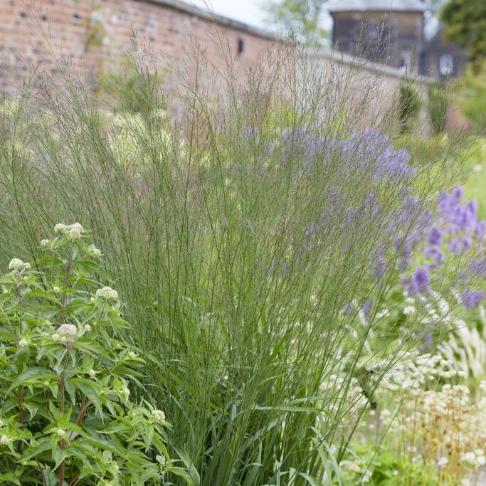 Jättetåtel - Molinia caerulea subsp. arundinacea Fontäne (Krukstorlek: 0,5-1L)