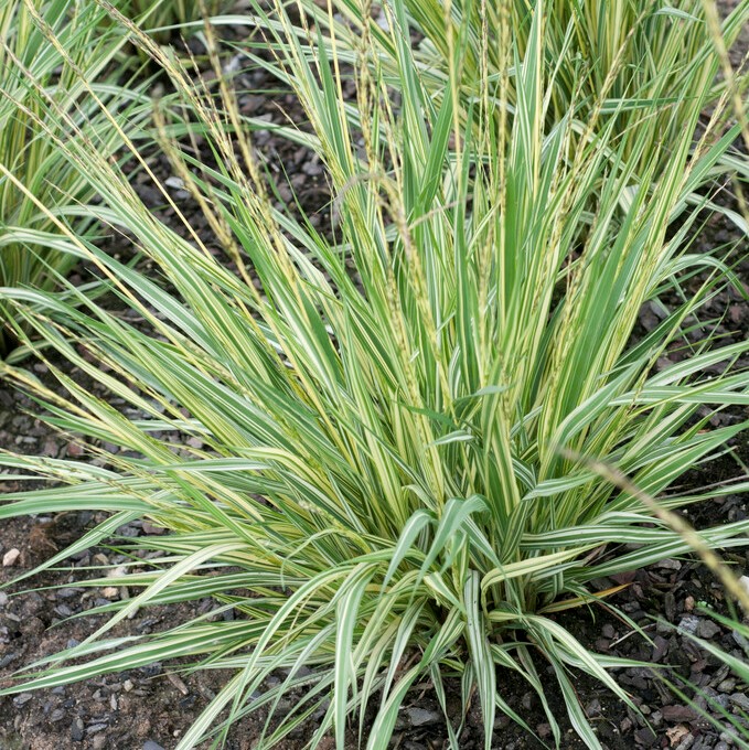 Bl&aring;t&aring;tel - Molinia caerulea Variegata (Krukstorlek: 0,5-1L)