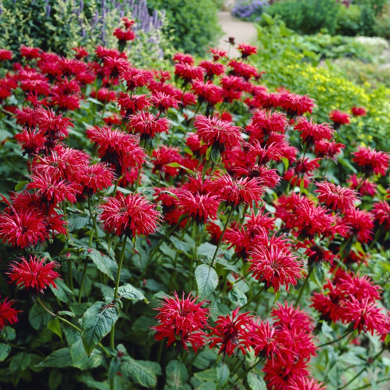 Röd Temynta - Monarda didyma Gardenview Scarlet (Krukstorlek: 0,5-1L)