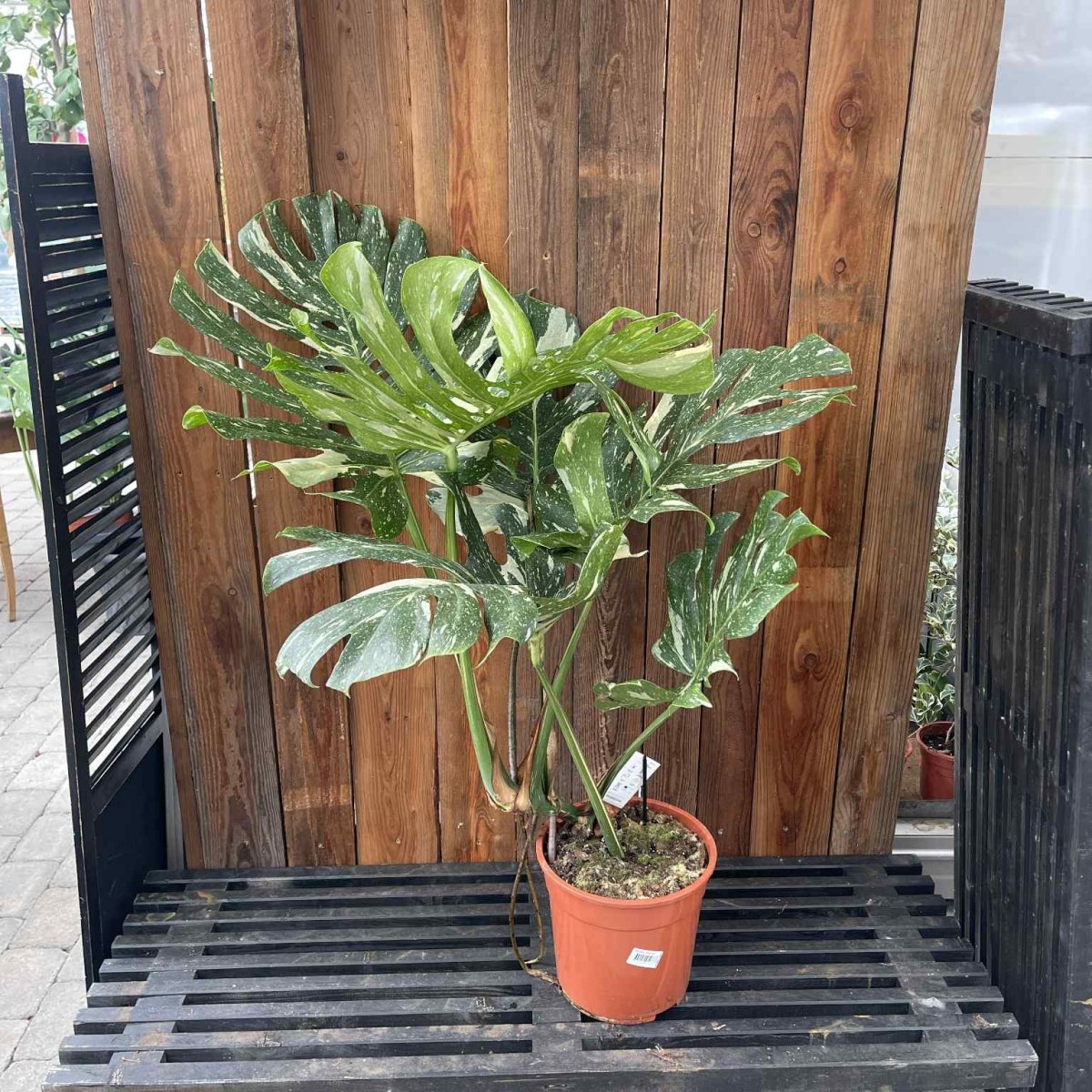 Monstera Thai Constellation XL