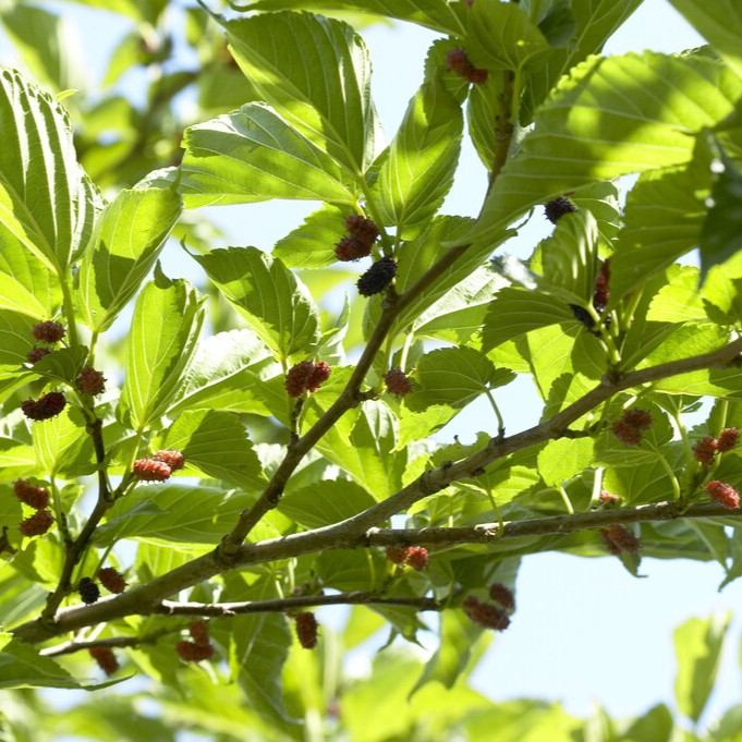 Storbladigt Mullbär - Morus alba Macrophylla (Storlek: 150 stam C10)