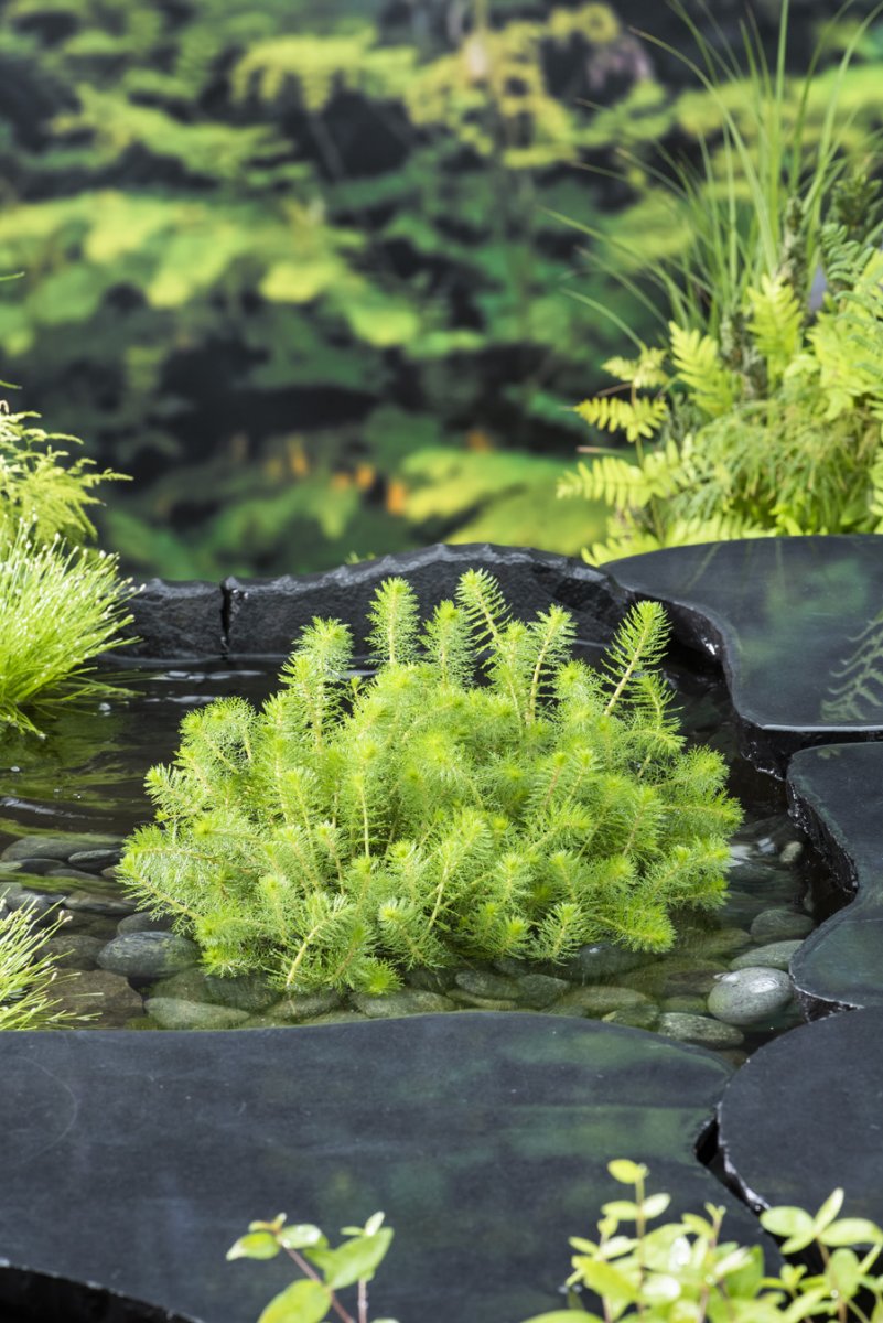 Krusslinga - Myriophyllum crispatum