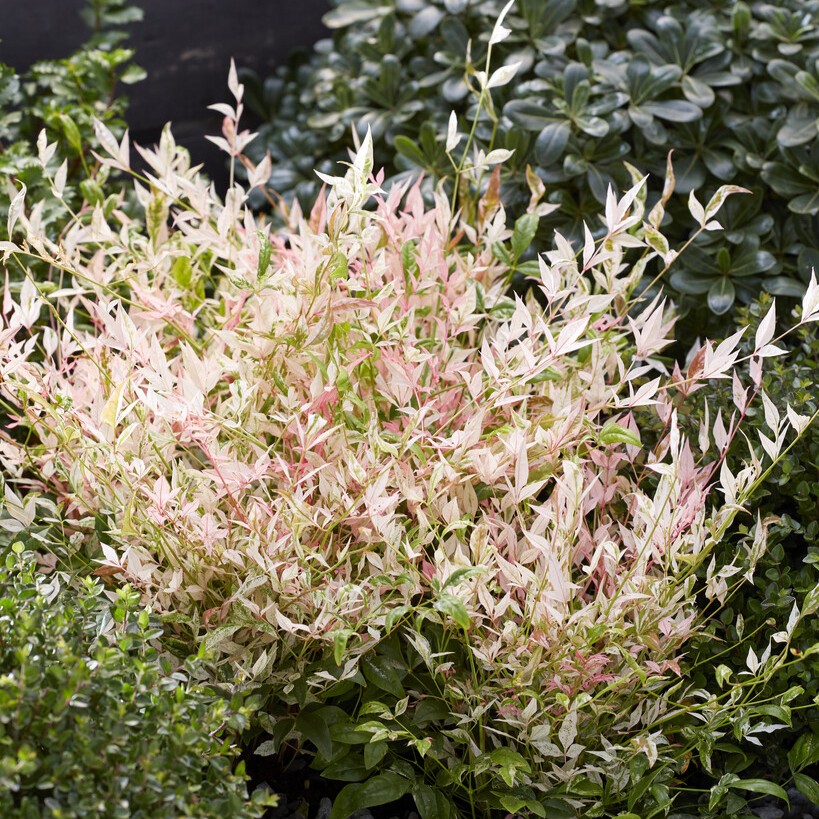 Himmelsbambuträ/Nandina - Nandina domestica Twilight ® (Storlek: 25-30 C2)