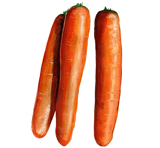 Morot Sommar Early Nantes - Daucus carota subsp. sativus Early Nantes