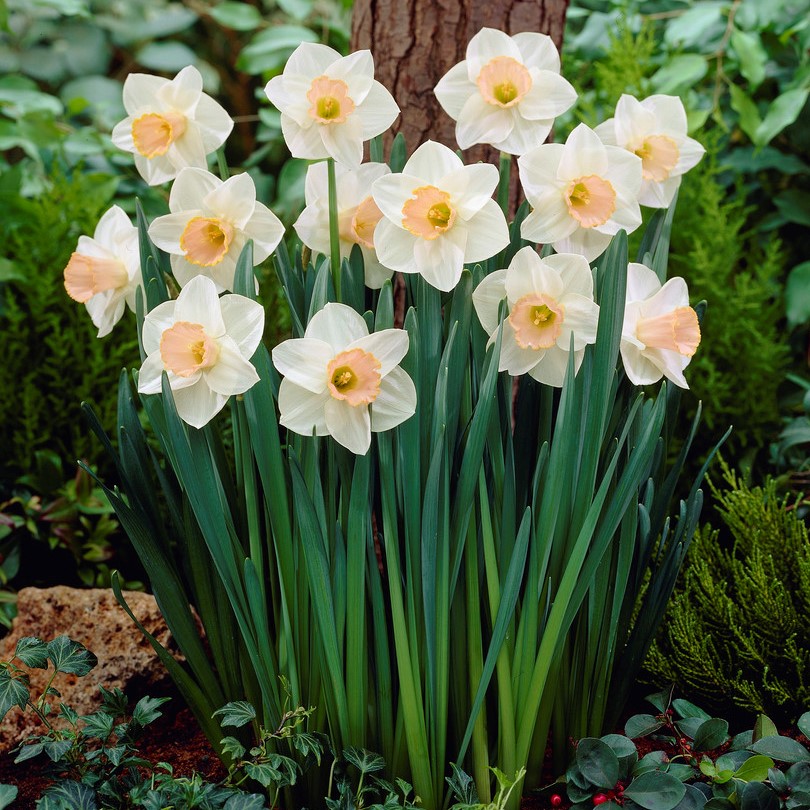 Stjärnnarciss Narcissus Salome 5st
