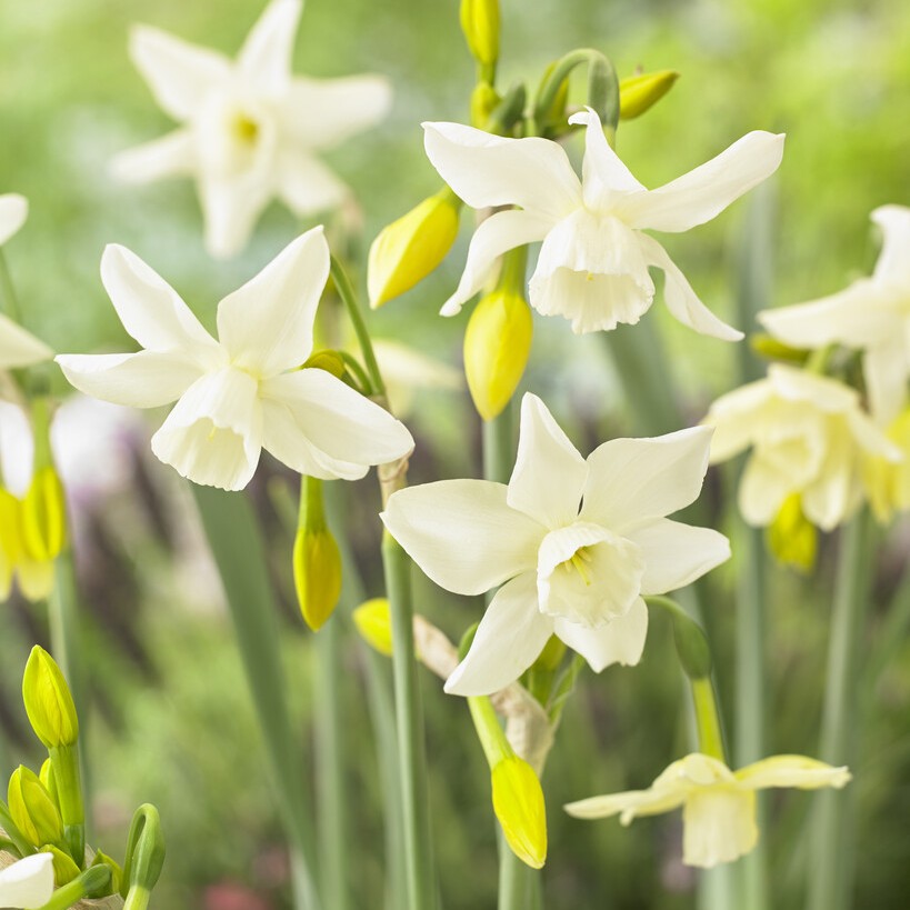 Orkidénarciss 7st - Narcissus triandus Starlight Sensation