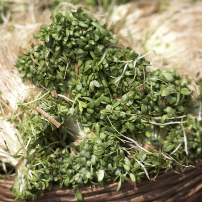 Vattenkrasse - Nasturtium officinale (Krukstorlek: 0,5-1L)