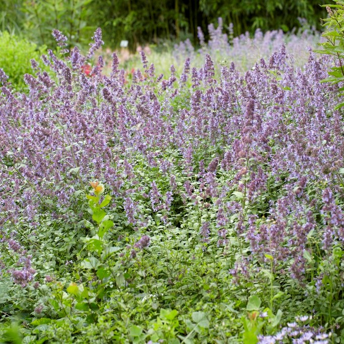 Blånepeta - Nepeta grandiflora Wild Cat (Krukstorlek: 0,5-1L)