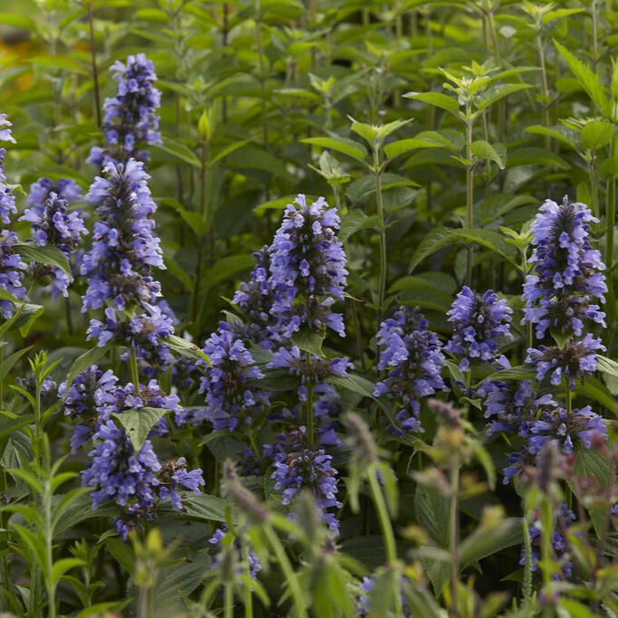 Ängsnepeta - Nepeta kubanica (Krukstorlek: 0,5-1L)