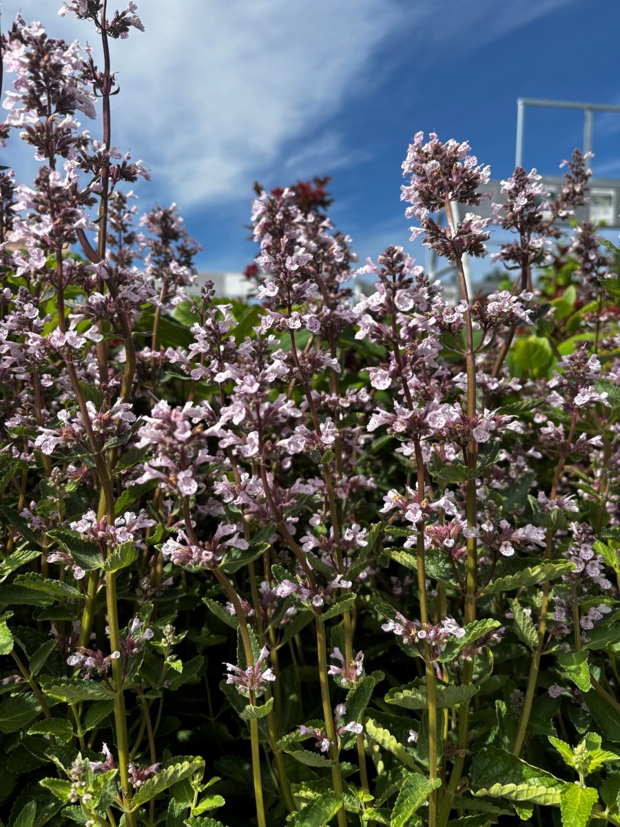 Kantnepeta - Nepeta Serene Wild Orchid (Storlek: C2)