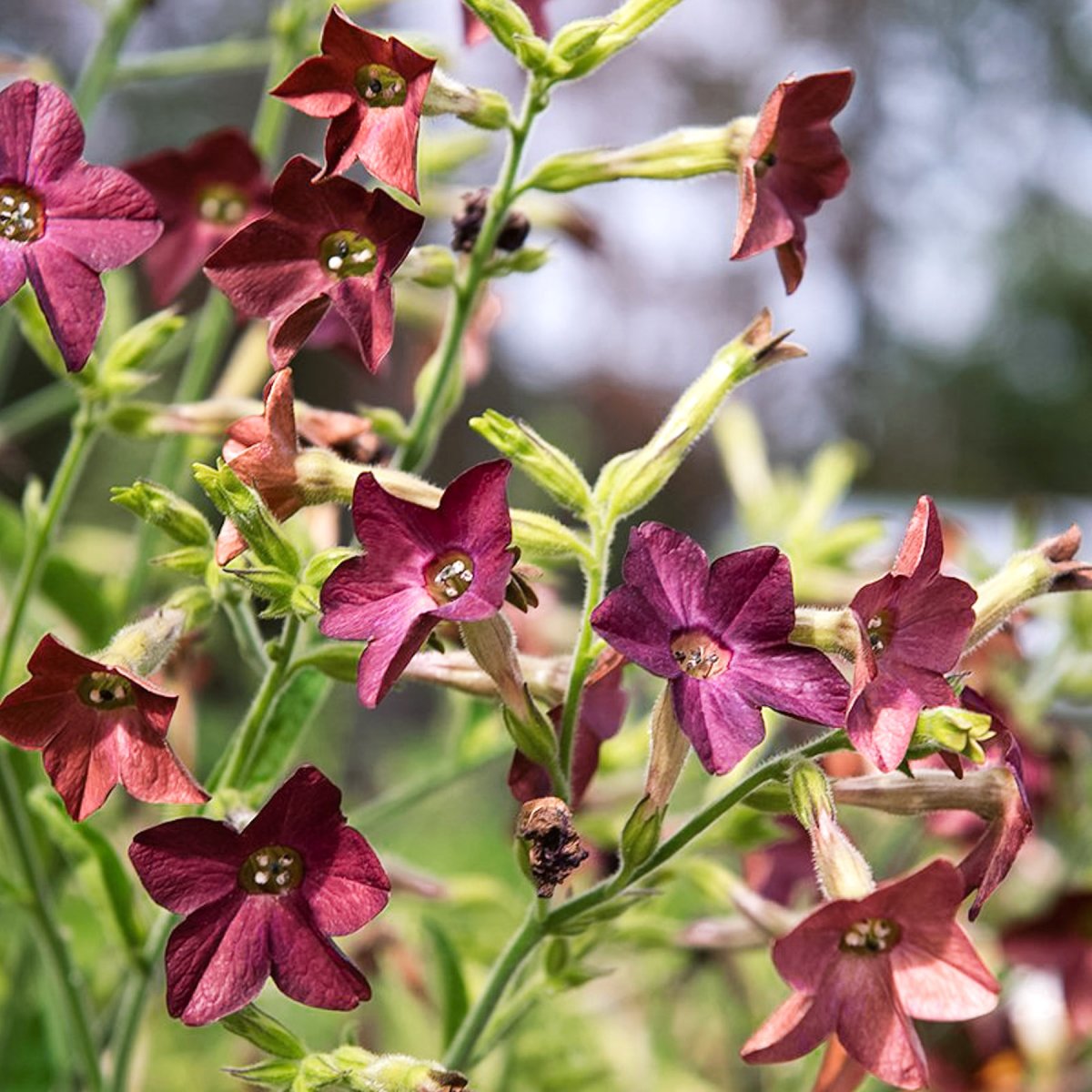 Blomstertobak, Bronze Queen - Nicotiana langsdorffii Bronze Queen