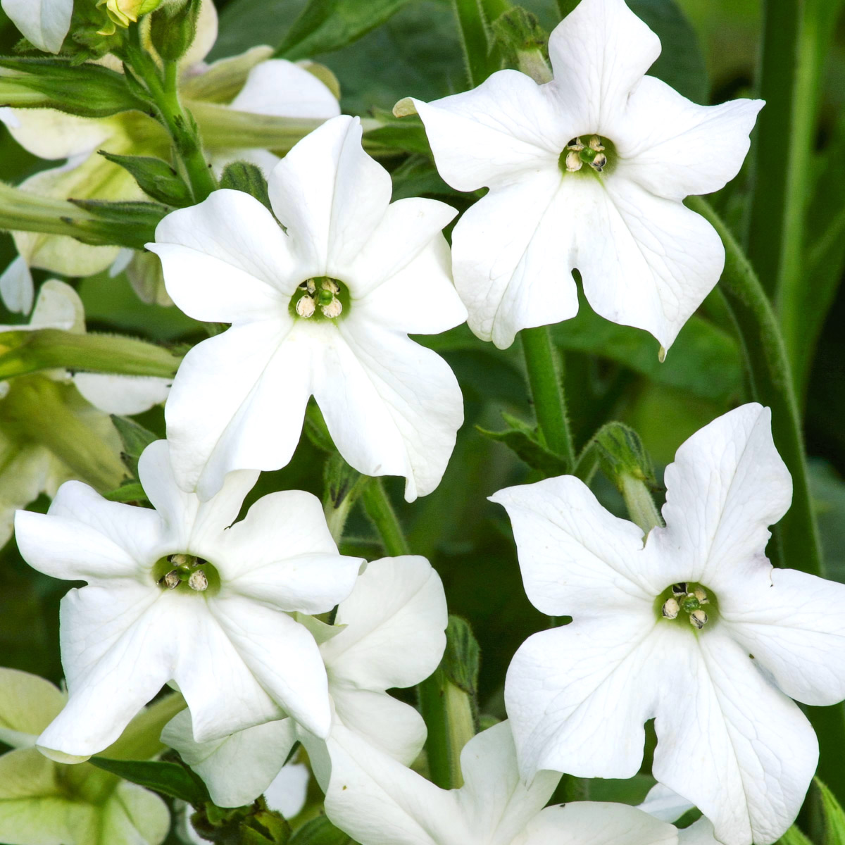 Blomstertobak, Stor, Grandiflora - Nicotiana alata Grandiflora