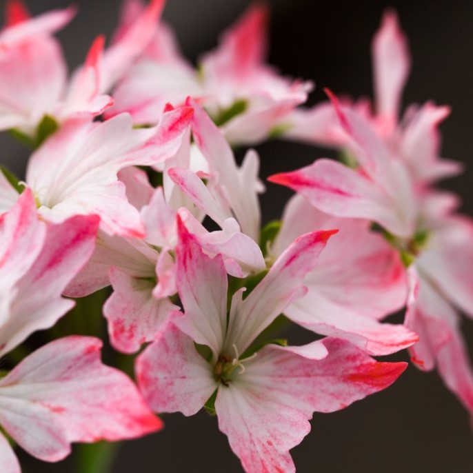 Dv&auml;rg-Stj&auml;rnpelargon, kruka - Pelargonium x hortorum Nisse