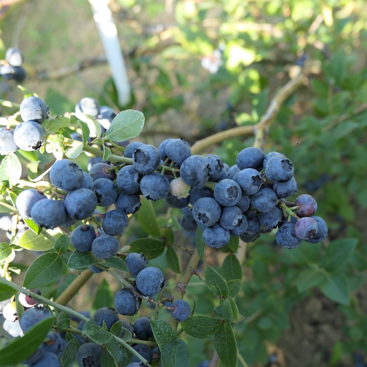 Hybridblåbär - Vaccinium angustifolium Northland (Storlek: busk C1,7)
