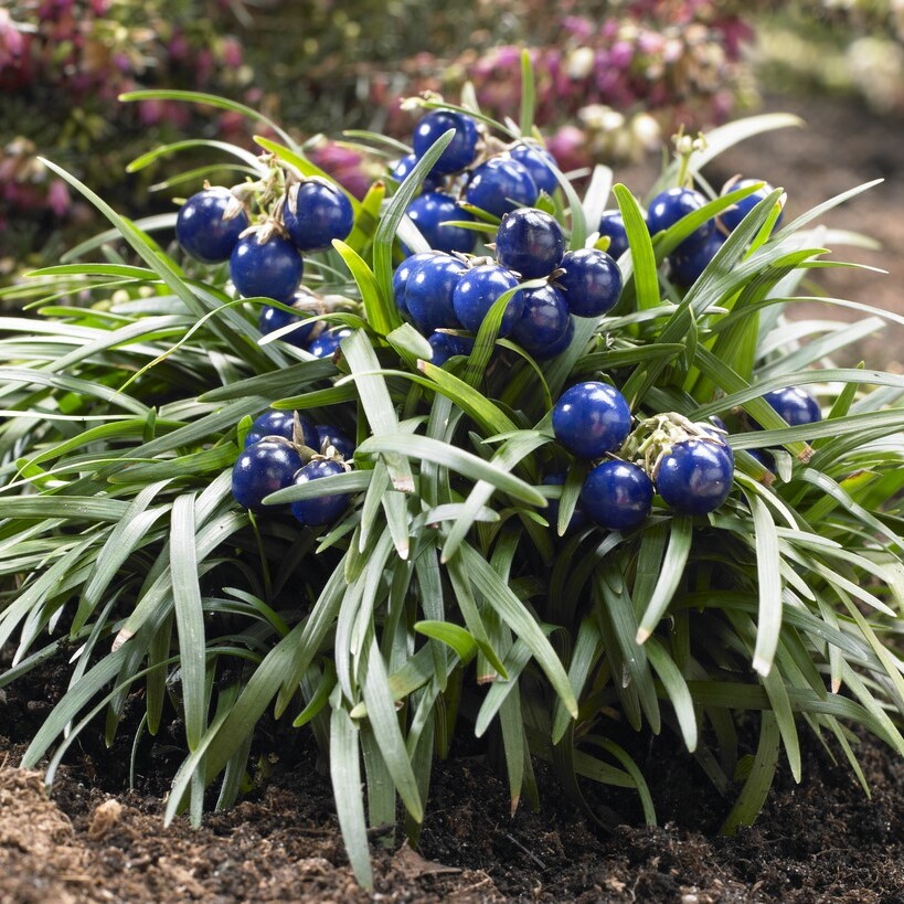 Ormskägg - Ophiopogon japonicus Minor (Krukstorlek: 0,5-1L)