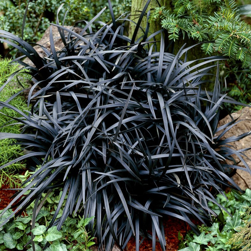 M&ouml;rkt Ormsk&auml;gg - Ophiopogon planiscapus Black Dragon (Krukstorlek: 0,5-1L)