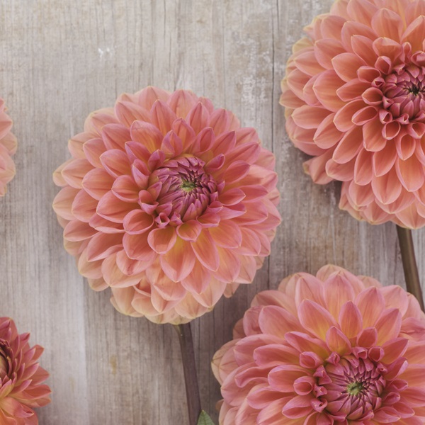 Dahlia Boll Orange Favourite 1st - Dahlia x pinnata Orange Favourite