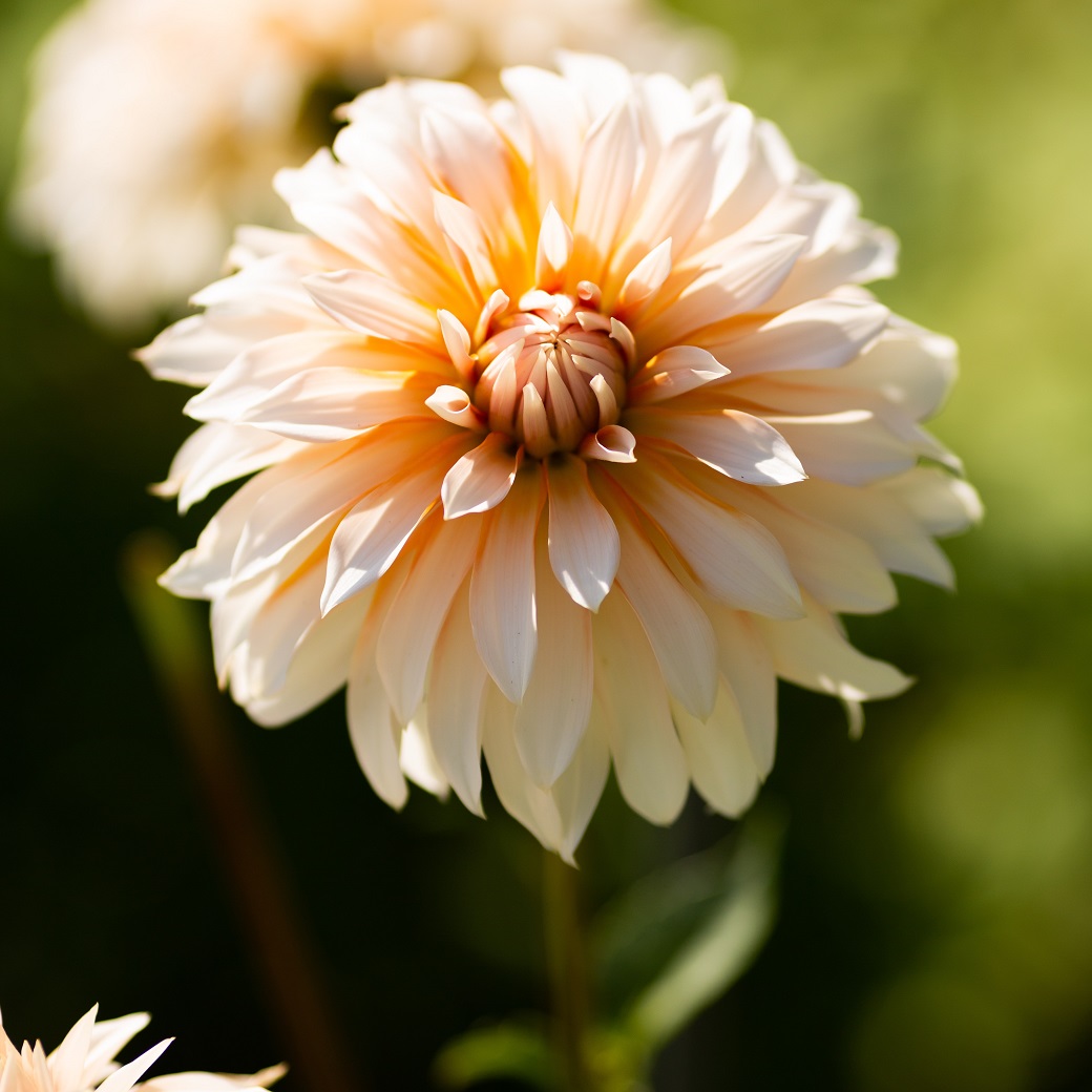 Dahlia Dekorativ Orange and Snow 1st - Dahlia x pinnata Orange and Snow