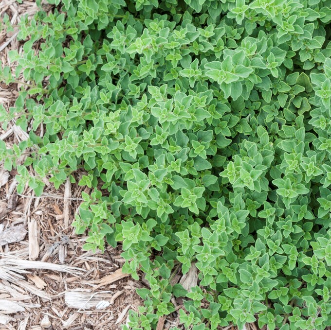 Oregano, Stickling 3-pack - Origanum vulgare Hot & Spicy