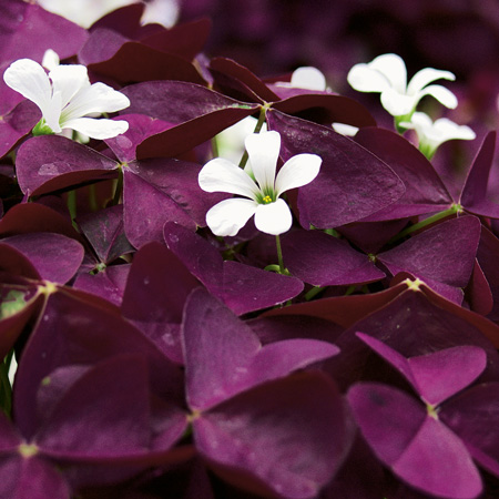 Oxalis, Stickling 3-pack - Oxalis triangularis Burgundy Wine