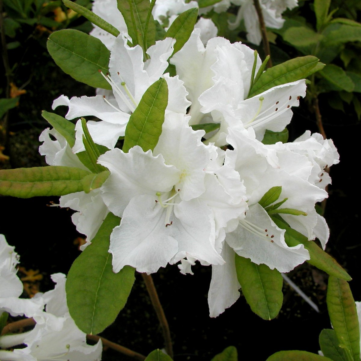 Tr&auml;dg&aring;rdsazalea - Rhododendron Knap Hill Oxydol (Storlek: 40-50 C5)