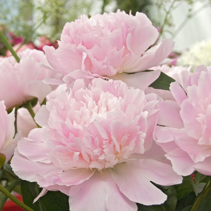 Luktpion, (höstleverans) - Paeonia lactiflora Alertie