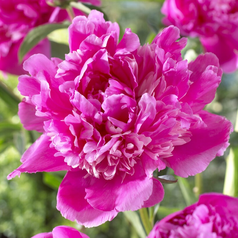 Luktpion, (höstleverans) - Paeonia lactiflora Amabilis